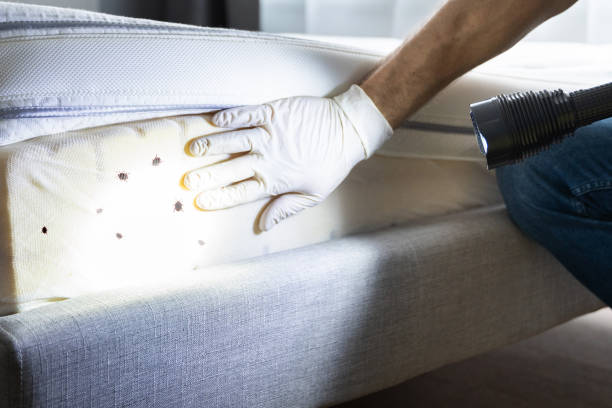 Best Wasp Removal Services  in Nevada, MO